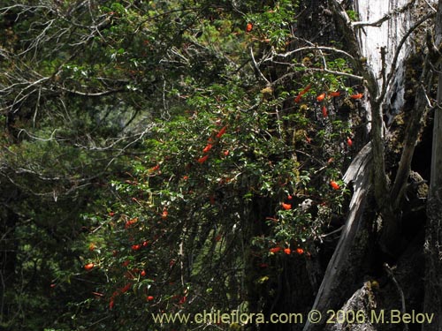 Фотография Mitraria coccinea (Botellita / Vochi-vochi). Щелкните, чтобы увеличить вырез.